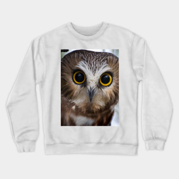 Northern Saw Whet Owl Portrait Crewneck Sweatshirt by jaydee1400